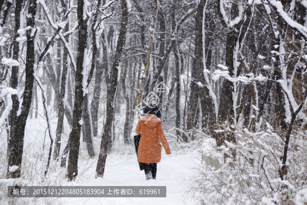 雪景,樹林