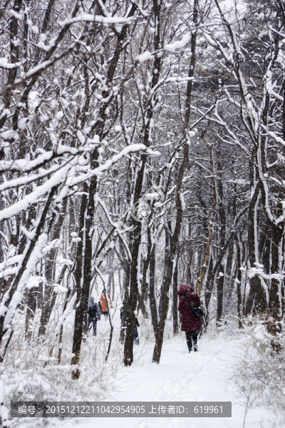 雪景,樹林