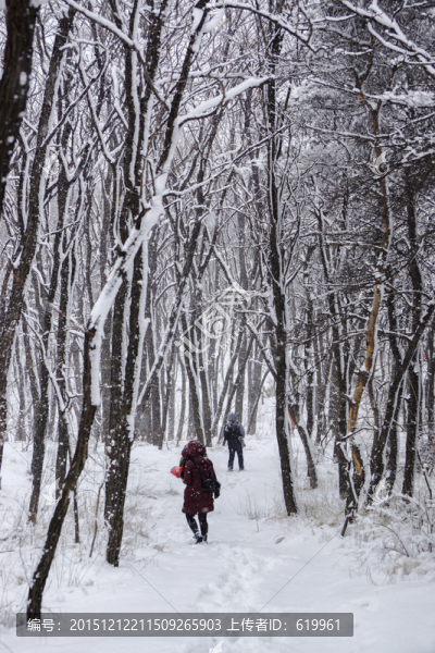雪景,樹林