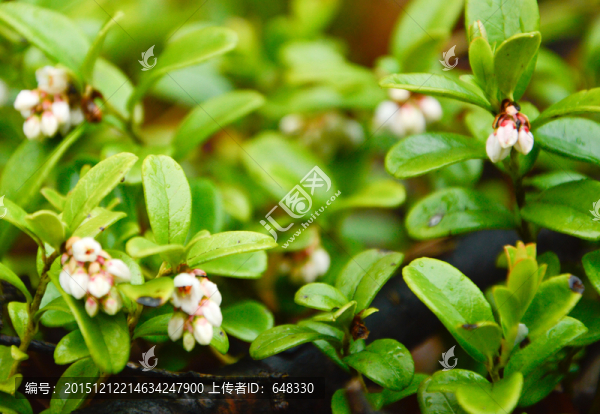 野生紅豆花卉