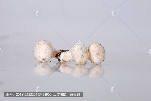新鮮蘑菇