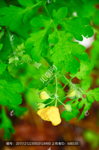 野生白屈菜