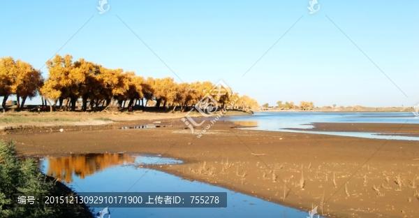 胡楊樹