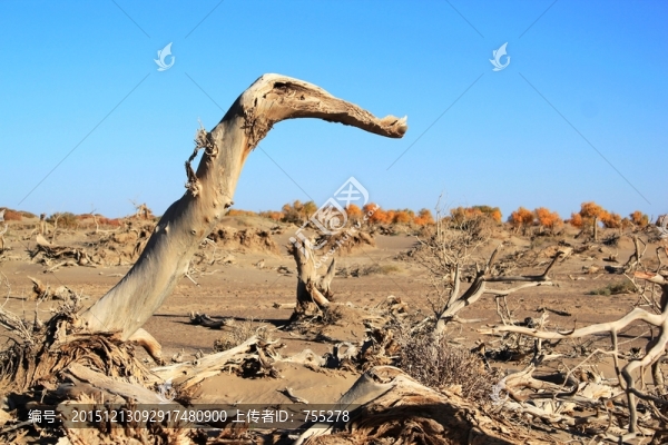 胡楊樹