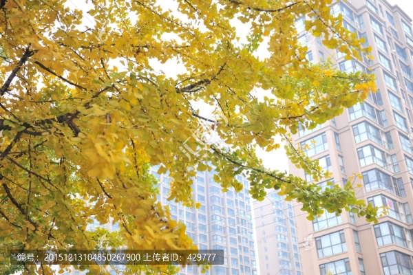 銀杏樹葉,金秋,銀杏