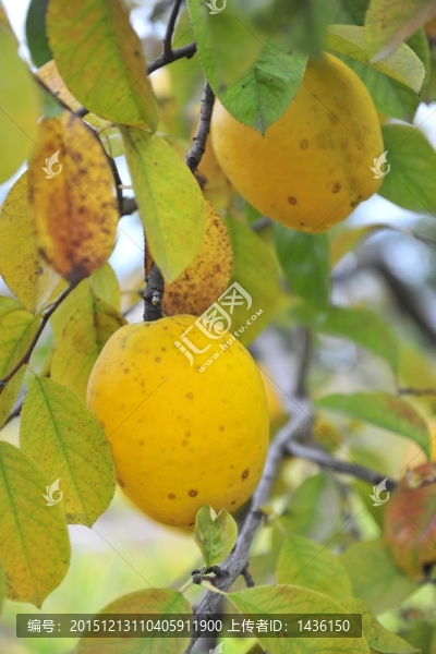 木瓜
