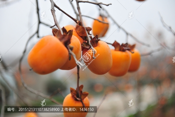 高清柿子,,,柿子樹