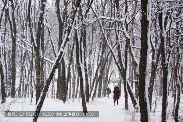 雪景,樹林