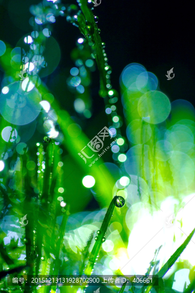 夢幻露珠