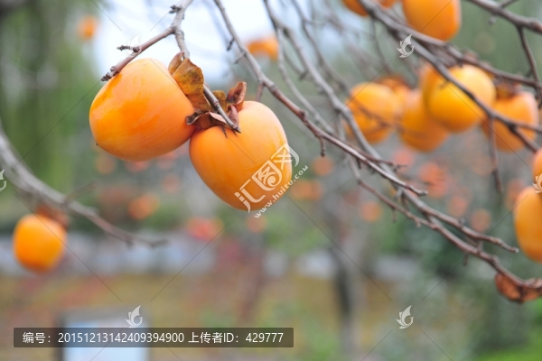 柿子