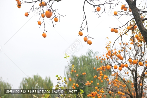 秋季柿子