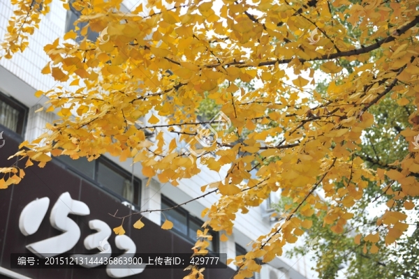 銀杏樹(shù)葉,金秋,樹(shù)葉
