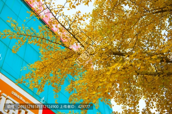 銀杏樹,銀杏葉