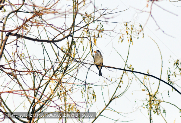 樹上的鳥