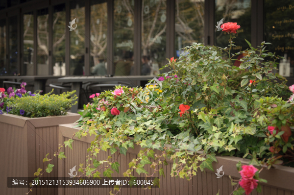 街頭盆栽花卉