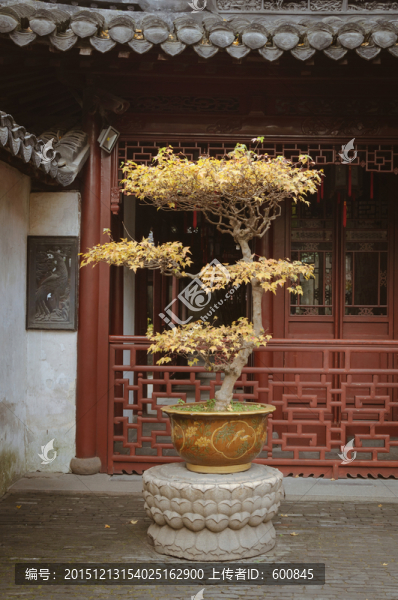 上海豫園盆景