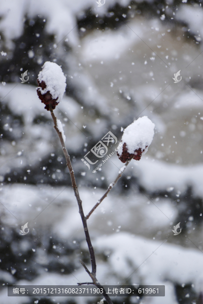 雪花,樹枝