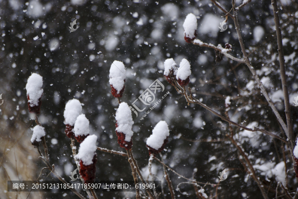 雪花,樹枝