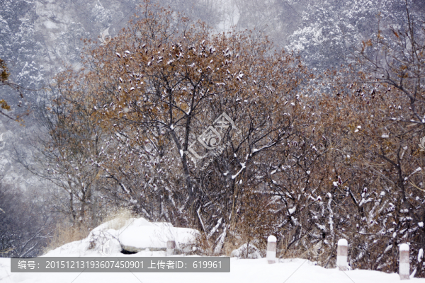 雪,樹(shù)林