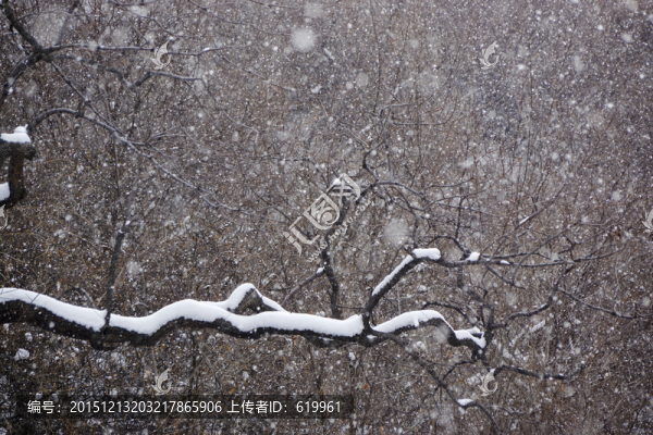 雪景,樹枝