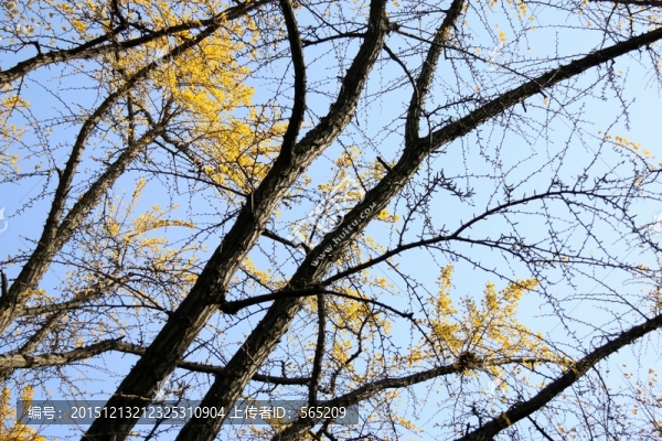 銀杏