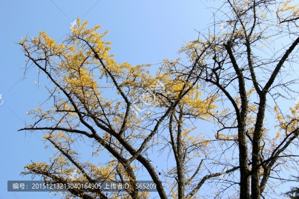 銀杏葉,銀杏,樹枝