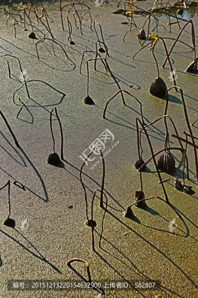 殘荷