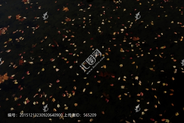 水中落葉