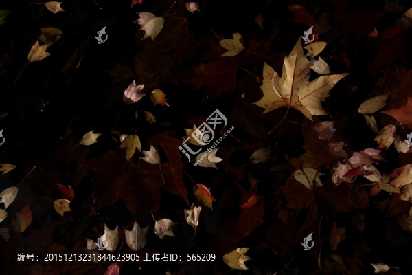 水中落葉