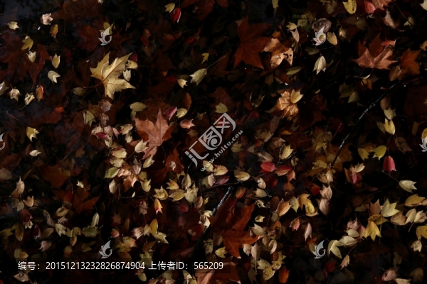 水中落葉