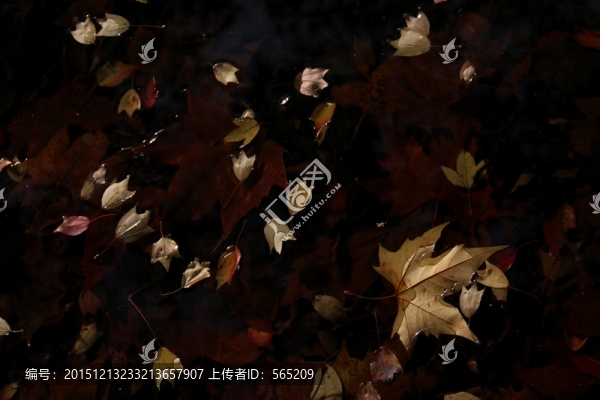 水中落葉