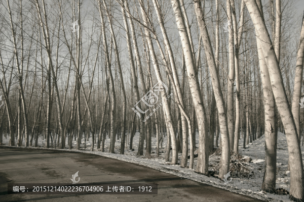 楊樹林