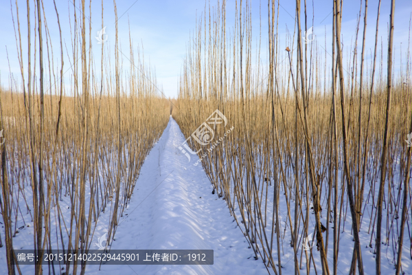 樹苗