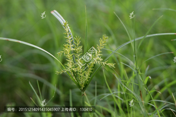 三棱草