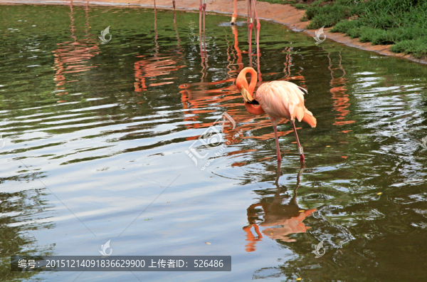 火烈鳥