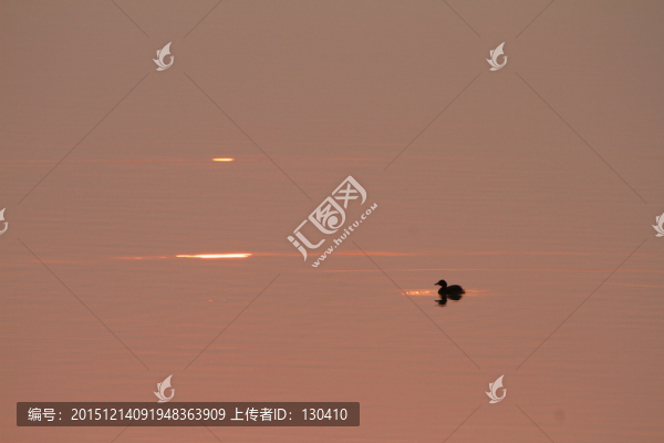 小鷿鷈