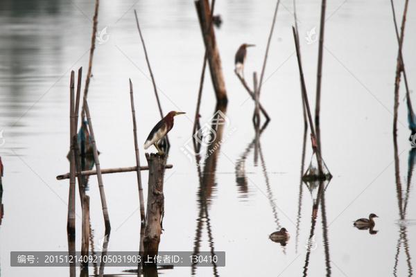 濕地公園,鷺鳥