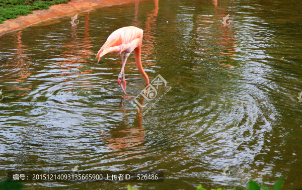 火烈鳥