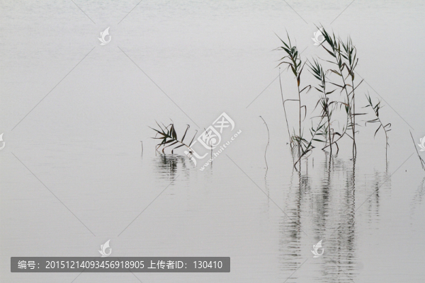 水草,水面