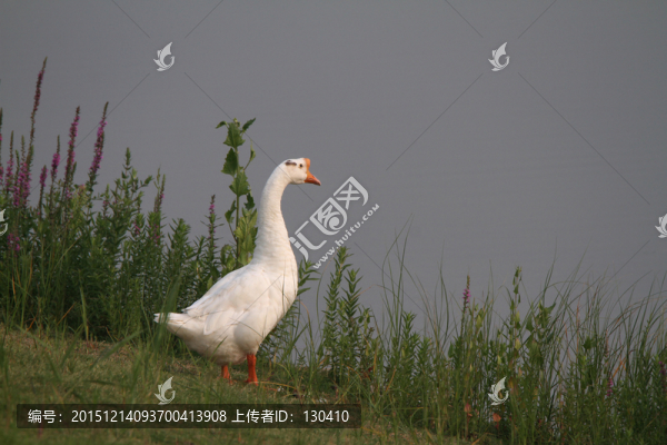 大白鵝