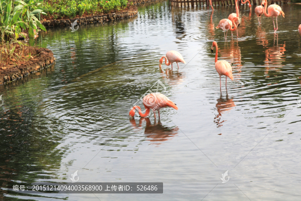 火烈鳥(niǎo)