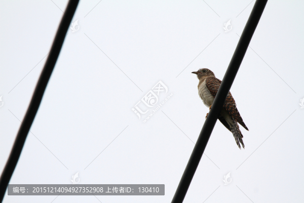 電線上的小鳥