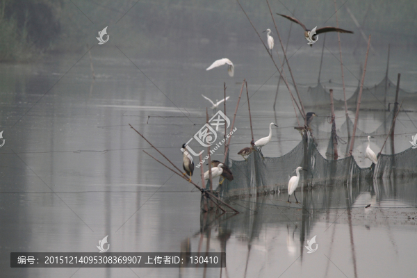 濕地公園,鷺鳥