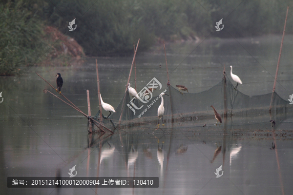 濕地公園,鷺鳥