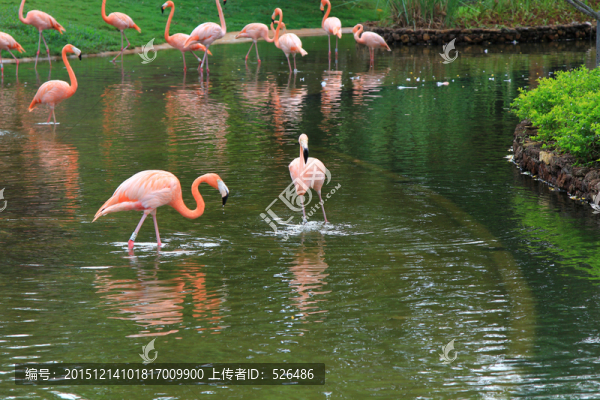 火烈鳥