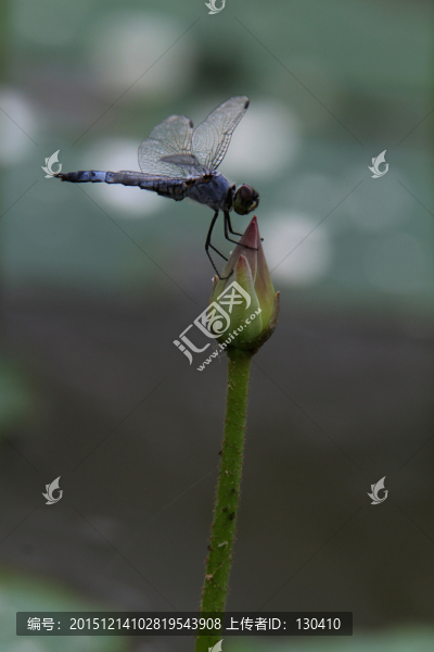 蜻蜓