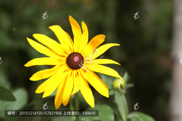 黑心菊花