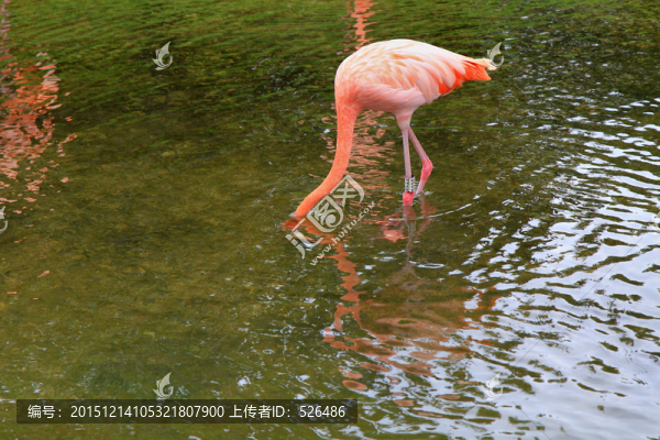 火烈鳥