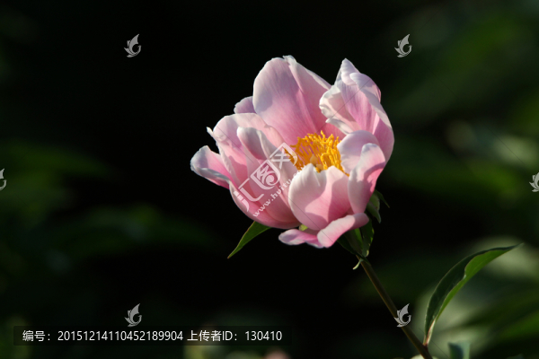 芍藥花