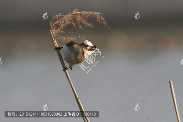 白頭鵯